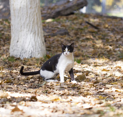 Naklejka na ściany i meble A happy cat walks through the leaves in the fall, enjoying the good weather