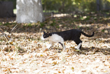 A happy cat walks through the leaves in the fall, enjoying the good weather