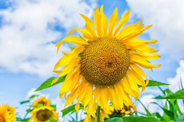 Blooming sunflowers field over blue sky