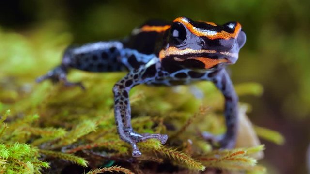 Reticulated Poison Frog (Ranitomeya ventrimaculata) on the rainforest floor in Ecuador.