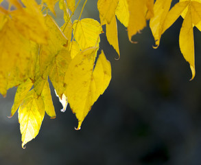 yellow, autumn leaves on a tree
