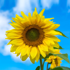 Fototapeta premium Blooming sunflower over blue sky, close up