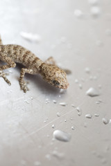 ordinary brown lizard