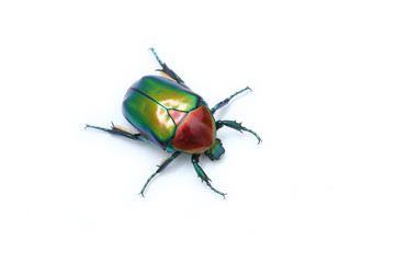Cetonischema speciosa (Adams, 1817)