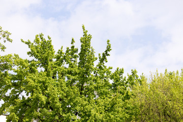 green tree in spring