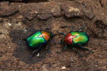 Cetonischema speciosa (Adams, 1817)