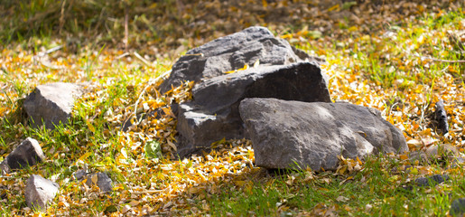 autumn, a stone in nature with yellow leaves