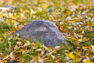autumn, a stone in nature with yellow leaves