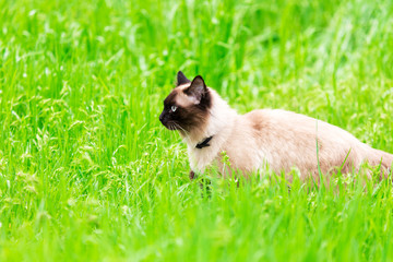 cat in the nature