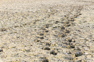 ecology, salty earth