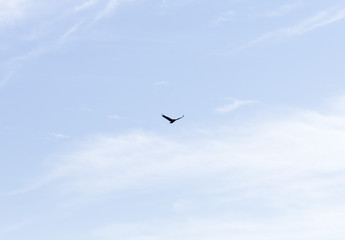 a bird of a raven in the sky