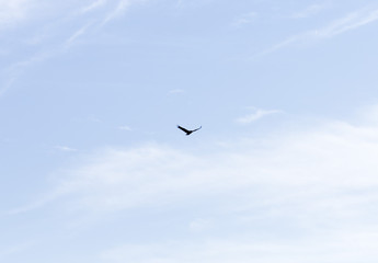 a bird of a raven in the sky