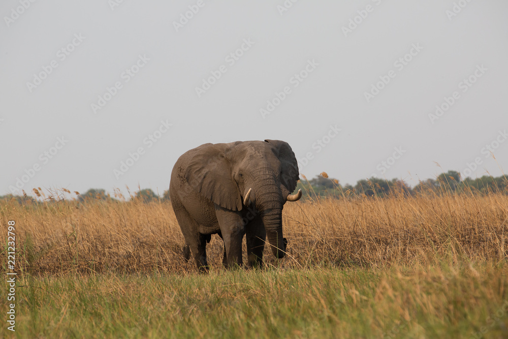 Wall mural elephant in africa in a group