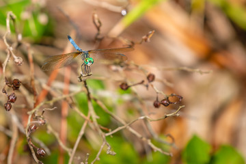 closeup photograph of green/blue dragonfly on the end of a small twig