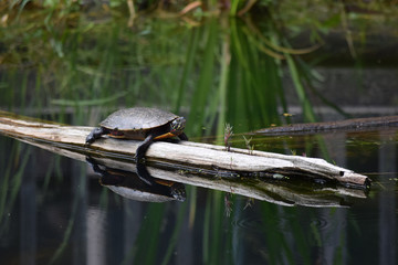 Turtle Reflection