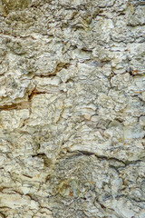 rough flaky grey and brown tree bark