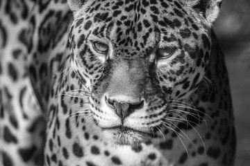 Leopard portrait, Panthera Pardus, bold contast in black and white