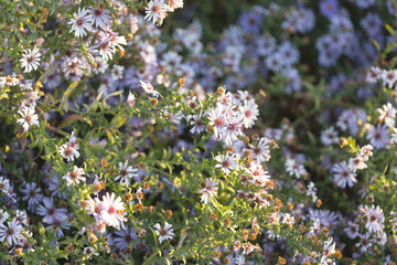 beautiful flowers in the yard