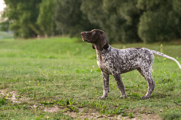 German Shorthaired Pointer, German kurtshaar one spotted puppy stand up with head up, profile photo, against the background of green grass and trees 
