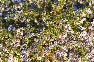 Obraz premium beautiful flowers in the yard