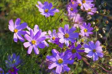 beautiful flowers in the yard