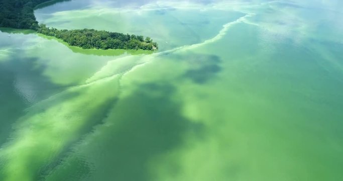 Drone over algal bloom lake in Madison, Wisconsin