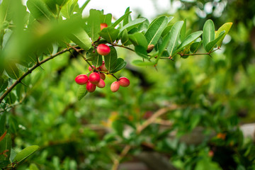 Cranberries in forest