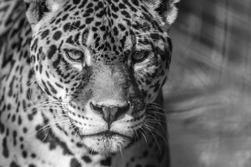 Leopard portrait, Panthera Pardus, bold contast in black and white