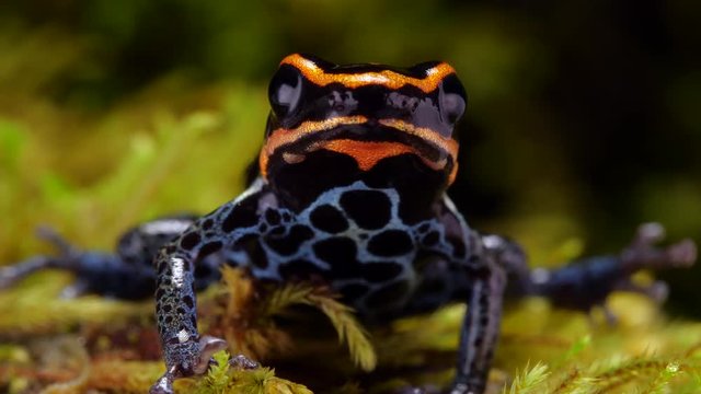 Reticulated Poison Frog (Ranitomeya ventrimaculata) on the rainforest floor in Ecuador.