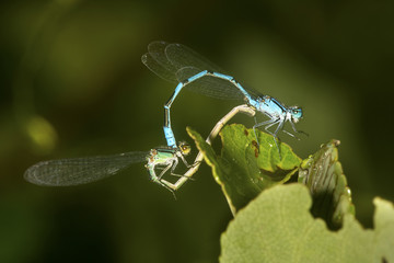 Pair of bluet damselflies mating in New London, New Hampshire.