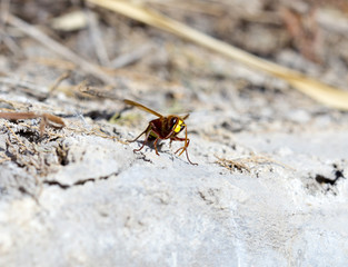 wasps eastern hornets