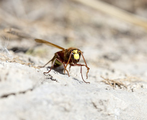 wasps eastern hornets
