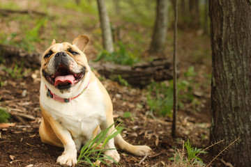 Happy Happy Bulldog!