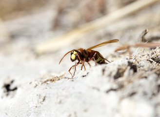 wasps eastern hornets
