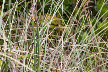 Gorgeous Grass Texture