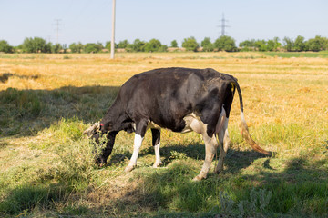 cattle in the field