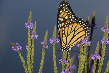 Monarch butterfly on blue vervain flowers in New Hampshire.
