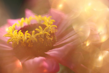 abstract pink flower with light spheres