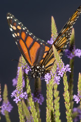 Monarch butterfly on blue vervain flowers in New Hampshire.