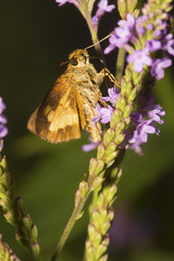 Peck's skipper butterfly on blue vervain flowers in New Hampshire.