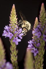 Bumble bee probing blue vervain flowers in New Hampshire.