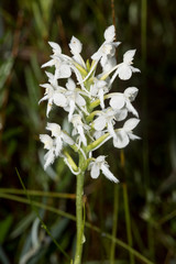 White fringed bog orchid in New London, New Hampshire.