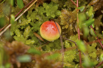 Single bog cranberry in peat moss in New Hampshire.