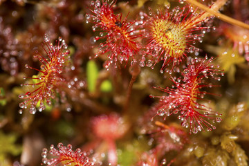 Sticky hairs on leaves of sundew plant in New Hampshire.