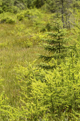 Pioneer trees on a bog mat in New Hampshire.