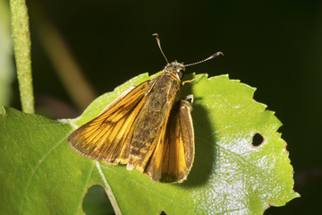 European skipper butterfly in a New Hampshire bog.