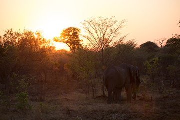 elephant in africa in a group