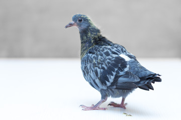 portrait of a dove on a white background
