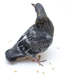 wheat grain, pigeon, scattered underfoot