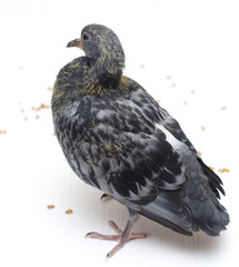 wheat grain, pigeon, scattered underfoot